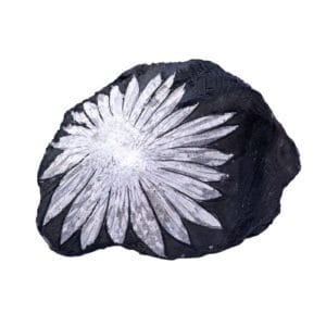 pierre chrysantheme
