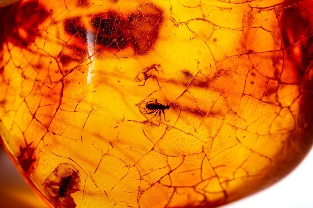 Ambre brut de la mer Baltique montrant sa couleur miel dorée et son éclat résineux — résine végétale fossile polymérisée