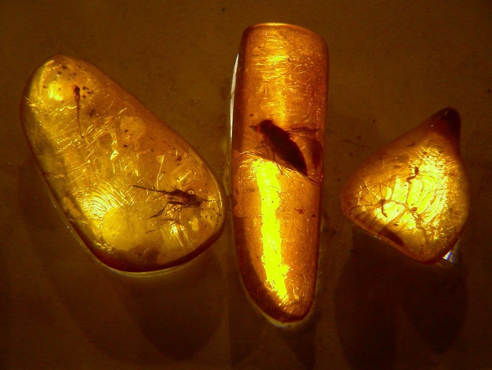 Ambre