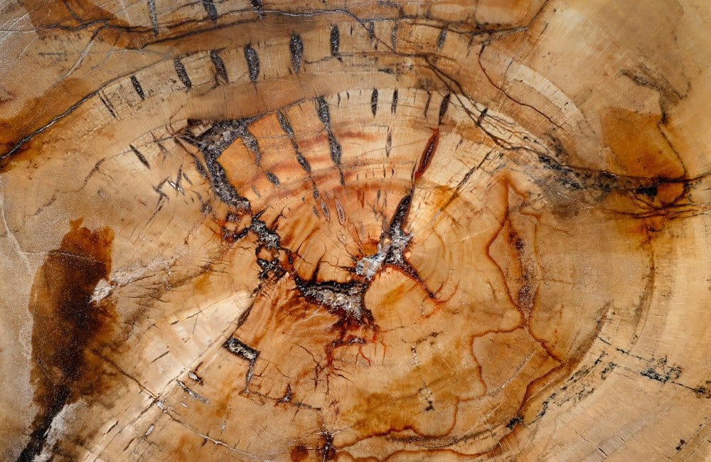 Bois fossilisé pétrifié - histoire géologique et forêt fossile Arizona Lesvos UNESCO