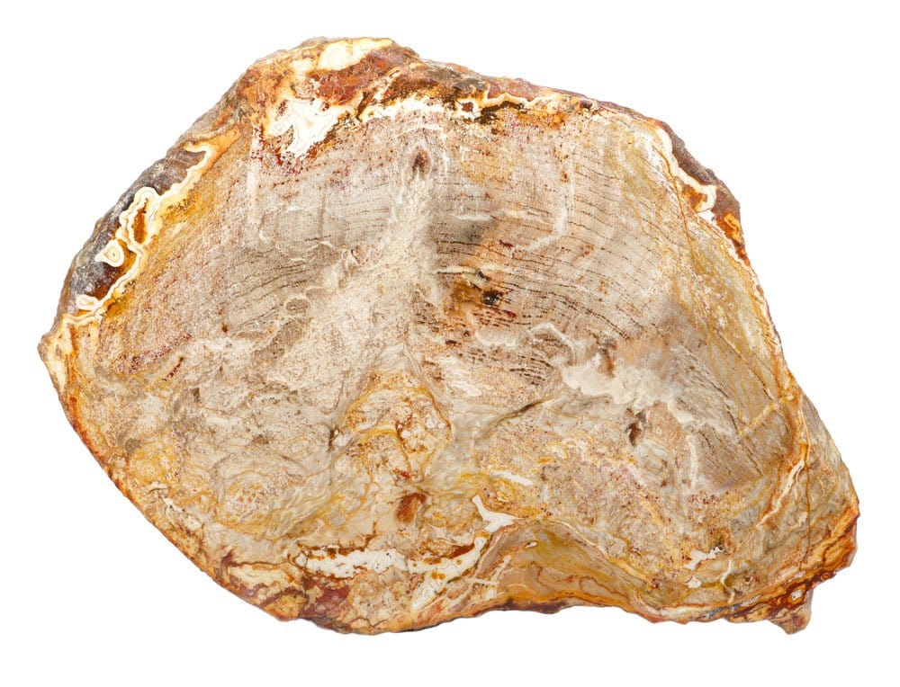 Bois pétrifié brut - processus de silicification géologique et préservation cellulaire