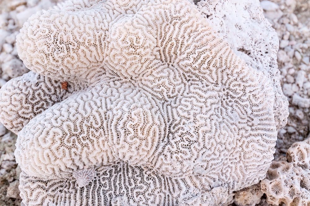 Histoire du corail — gemme organique née du sang de Méduse selon la mythologie grecque