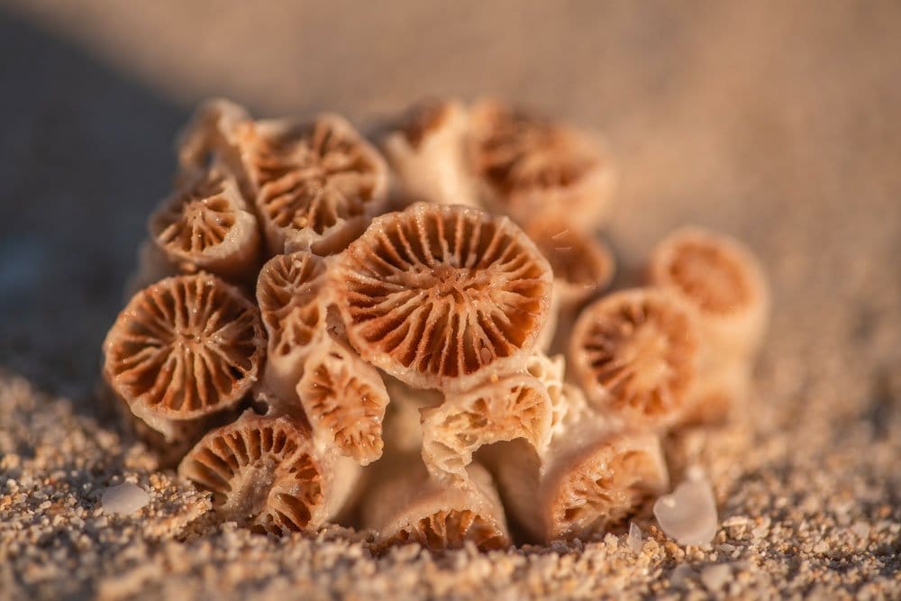 Origine et composition du corail — squelette calcaire CaCO₃ de polypes coloniaux marins