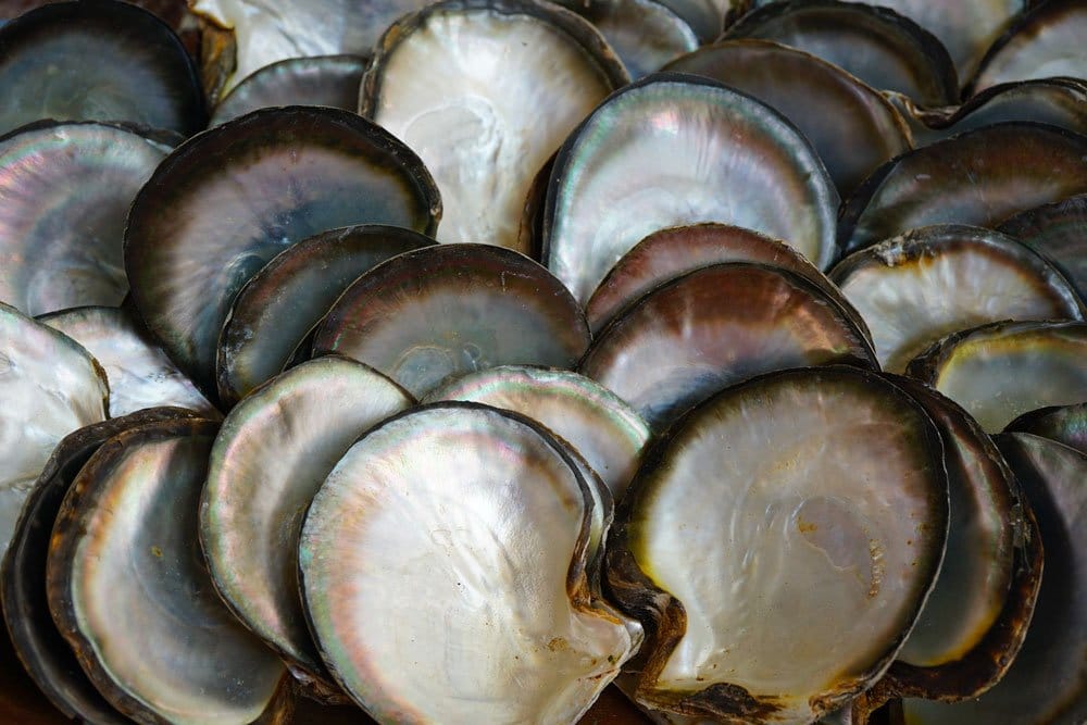 Origine et composition de la nacre — biominéral lamellaire d'aragonite et de conchyoline sécrété par les mollusques