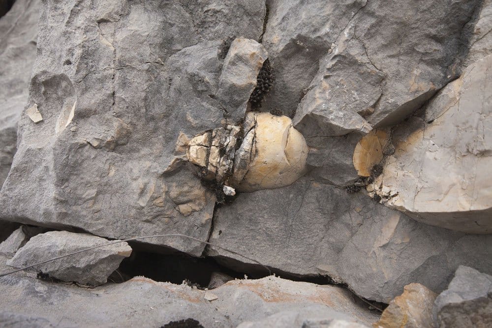 Histoire du silex — premier outil de l'humanité depuis 2,3 millions d'années