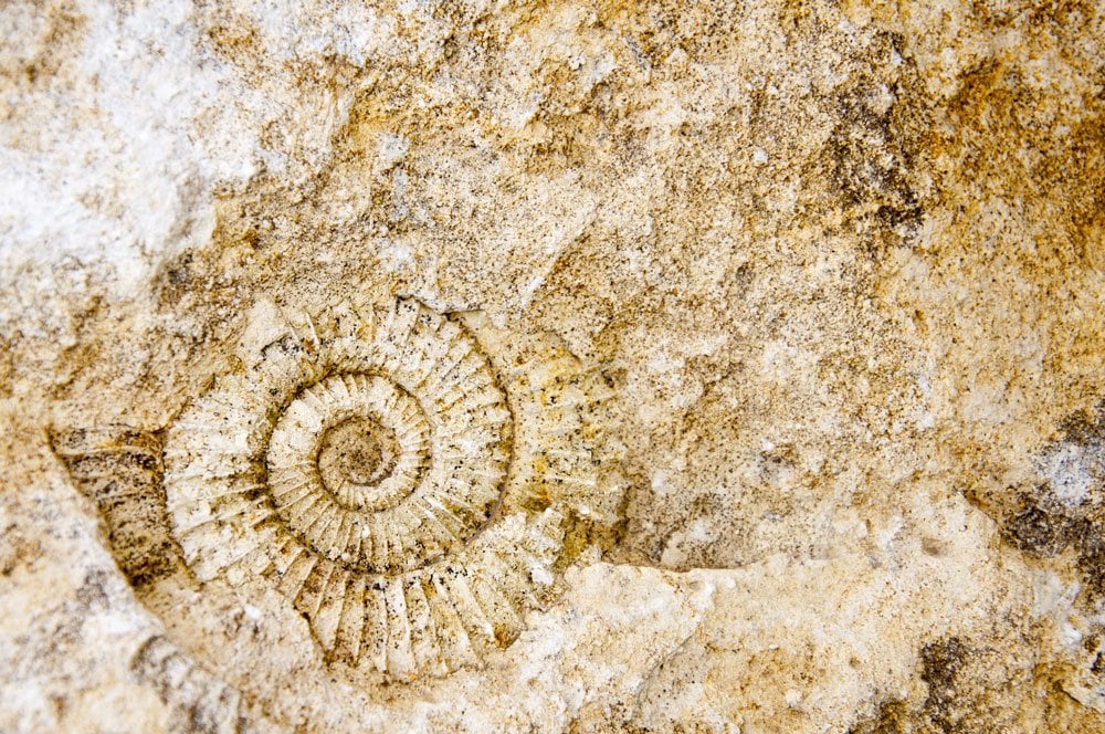Fossile d'ammonite spiralée, histoire ancienne Grèce Égypte Whitby légende sainte Hilda