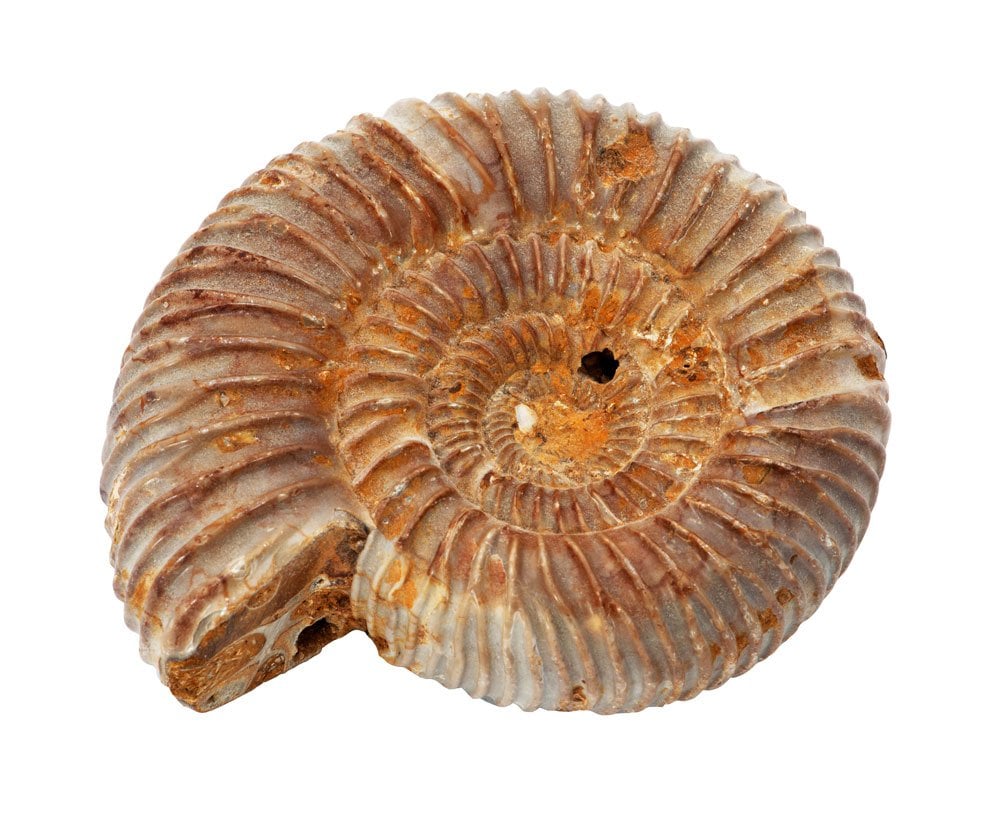 Ammonite spirale coquille fossile, vertus guérison psychologique sérénité chakra racine