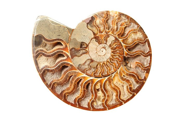pierre ammonite