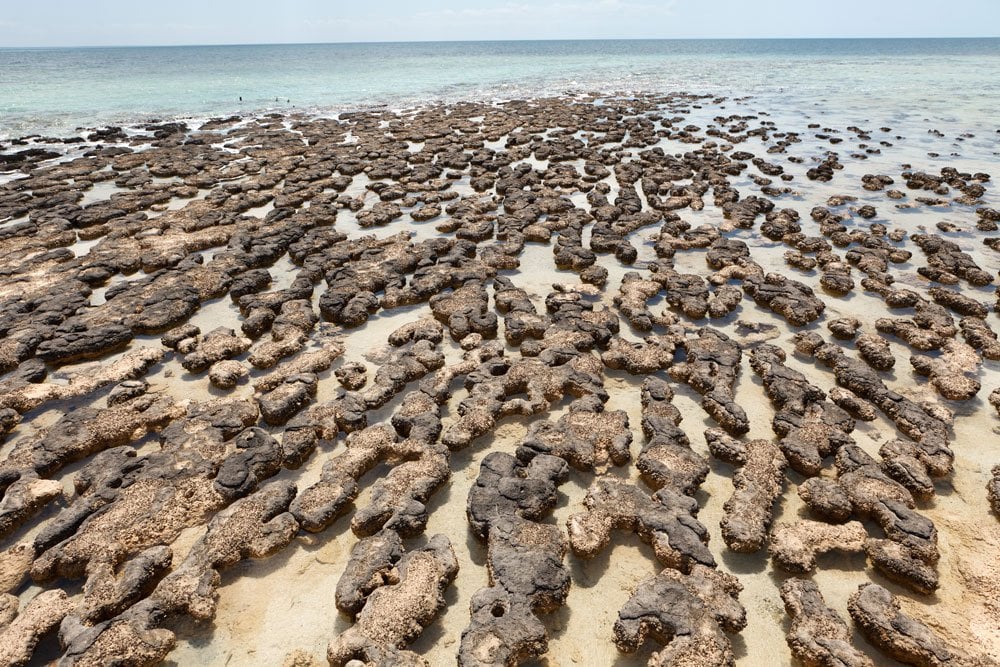 Stromatolite fossile biogénique — tapis de pierre formation 3,42 milliards d'années Pilbara Australie histoire des origines