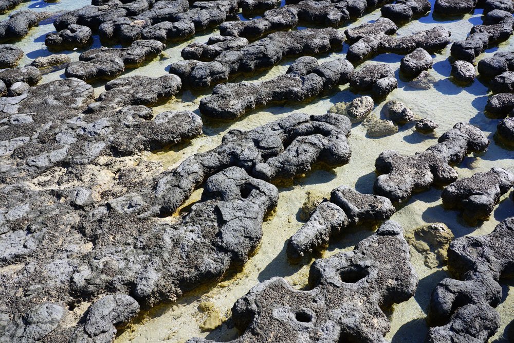Stromatolite formation laminaire carbonate calcium cyanobactéries origine fossile vivant Shark Bay Madagascar