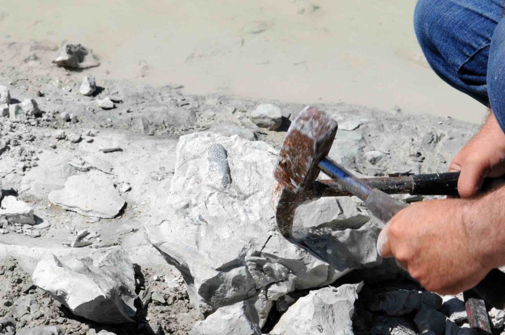 collecte de fossile
