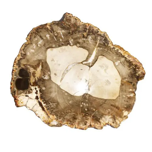 bois-fossilise-mcbf02