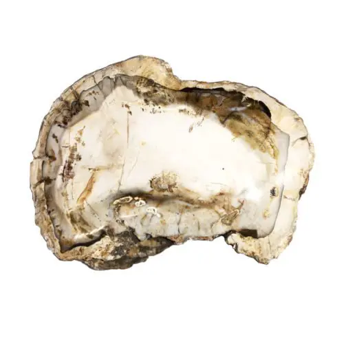 bois-fossilise-mcbf04