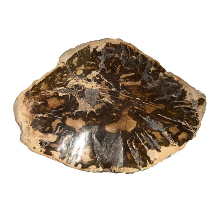 Bois fossilisé