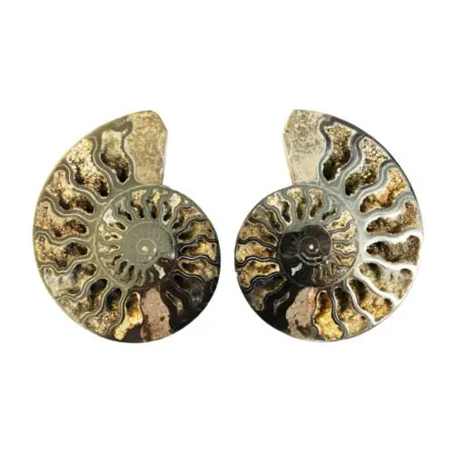 paire-ammonite-mcami10