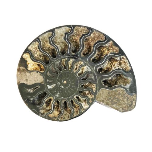 paire-ammonite-mcami10