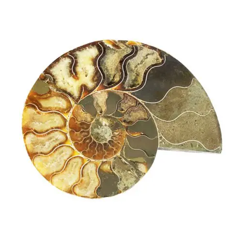 paire d'ammonite
