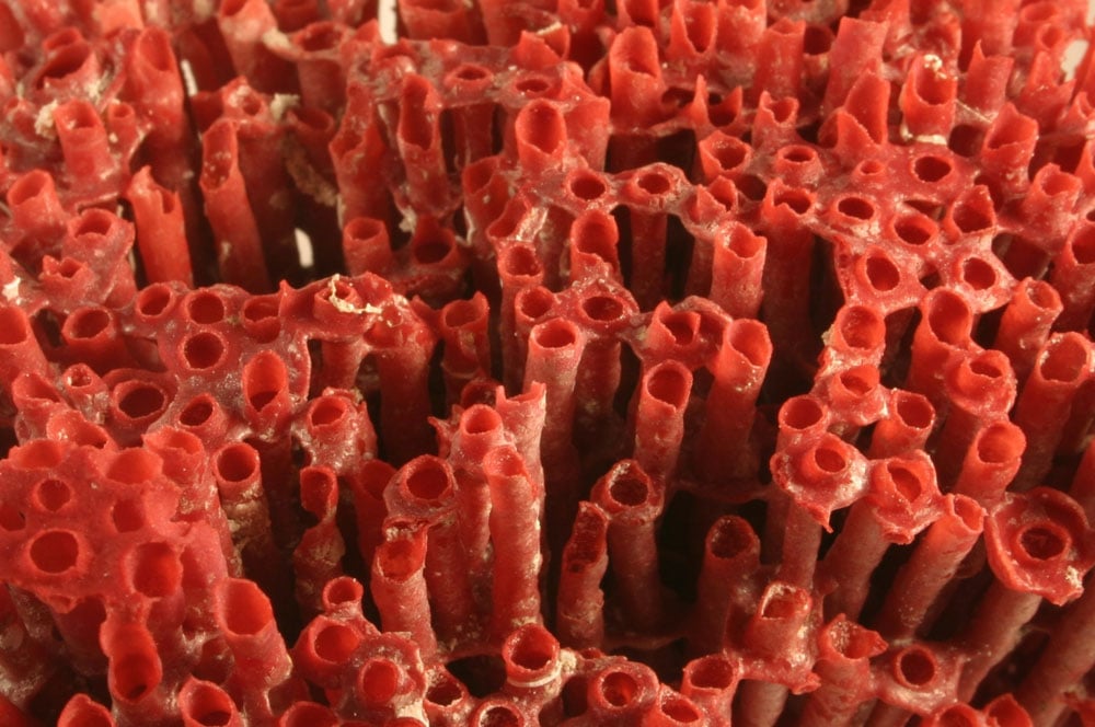 Branches de corail rouge brut de Méditerranée — histoire et usages dans les civilisations antiques