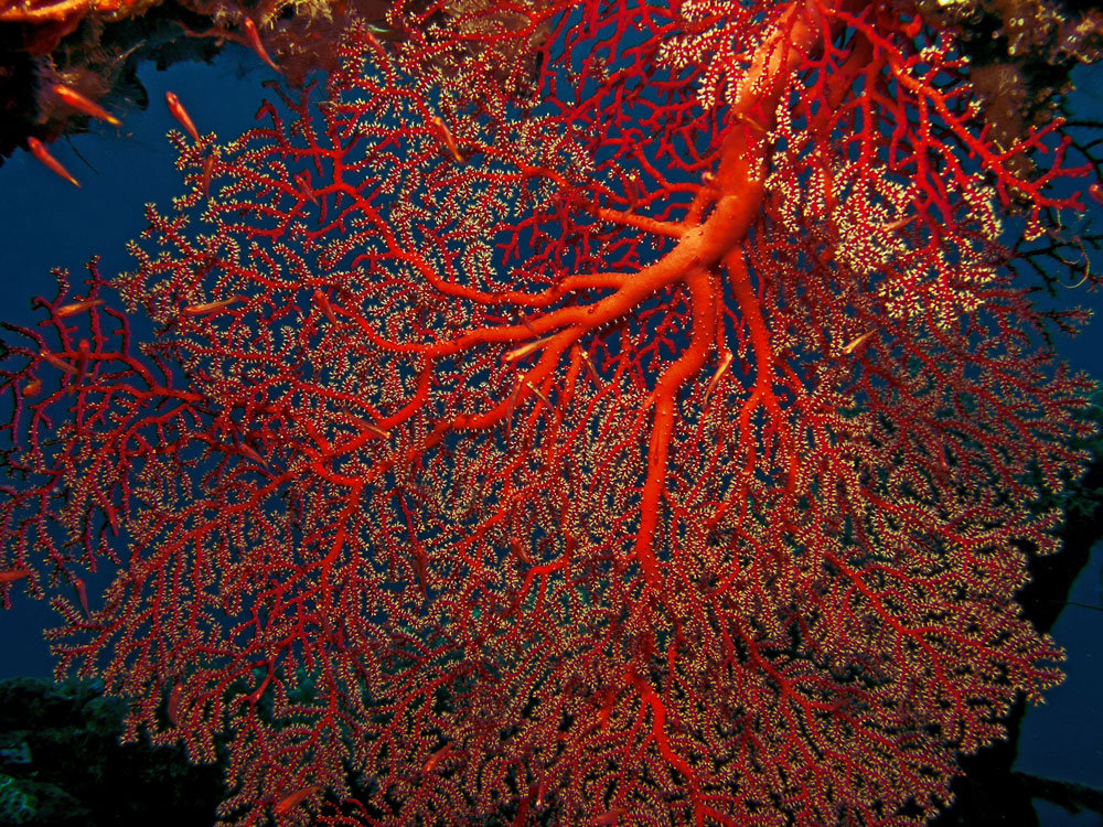 Polypes vivants de Corallium rubrum — origine animale et composition du corail rouge de Méditerranée