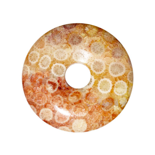 PI Chinois ou Donut Corail fossilisé