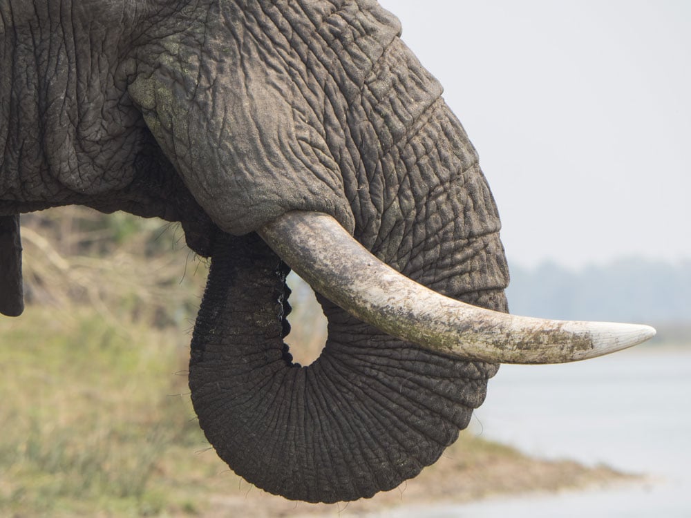 Défense d'éléphant — densité et composition de la dentine minéralisée, structure organique de l'ivoire