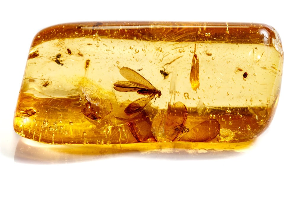 Succin brut — origine, gisements baltes et composition en résine fossile de conifères
