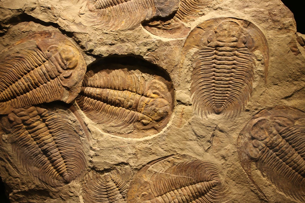 Fossile trilobite fossilisé noir du Maroc - arthropode marin du Paléozoïque, 380 millions d'années