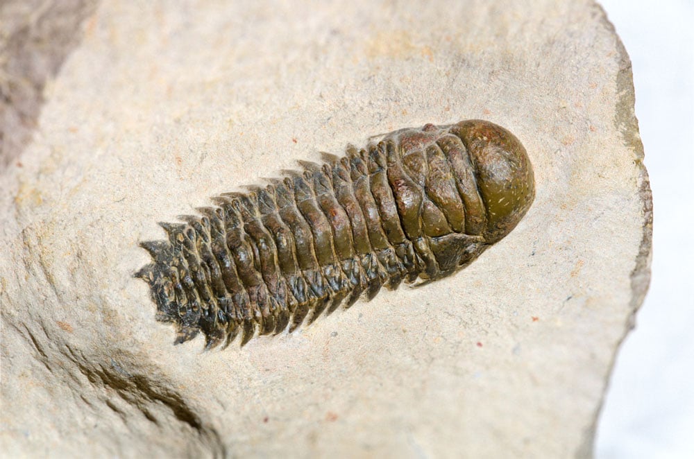 Fossile trilobite fossilisé maroc - créature marine paléozoïque, origine sédimentaire calcaire, composition chitin