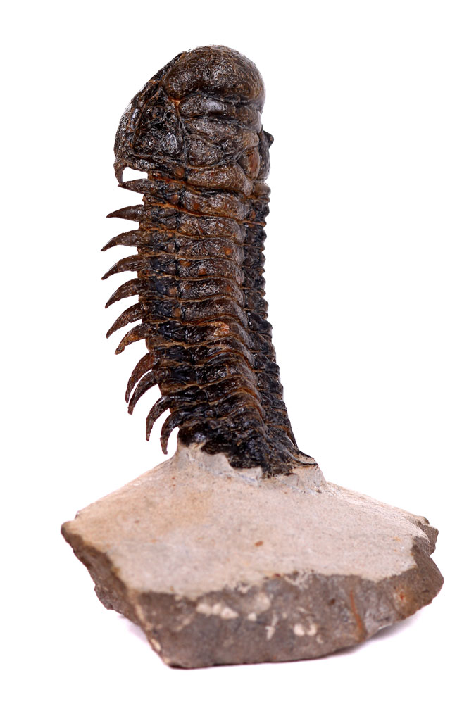 Trilobite fossile noir poli - vertus d'ancrage stabilité et connection aux origines de la vie, lithothérapie