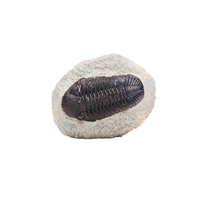 pierre trilobite