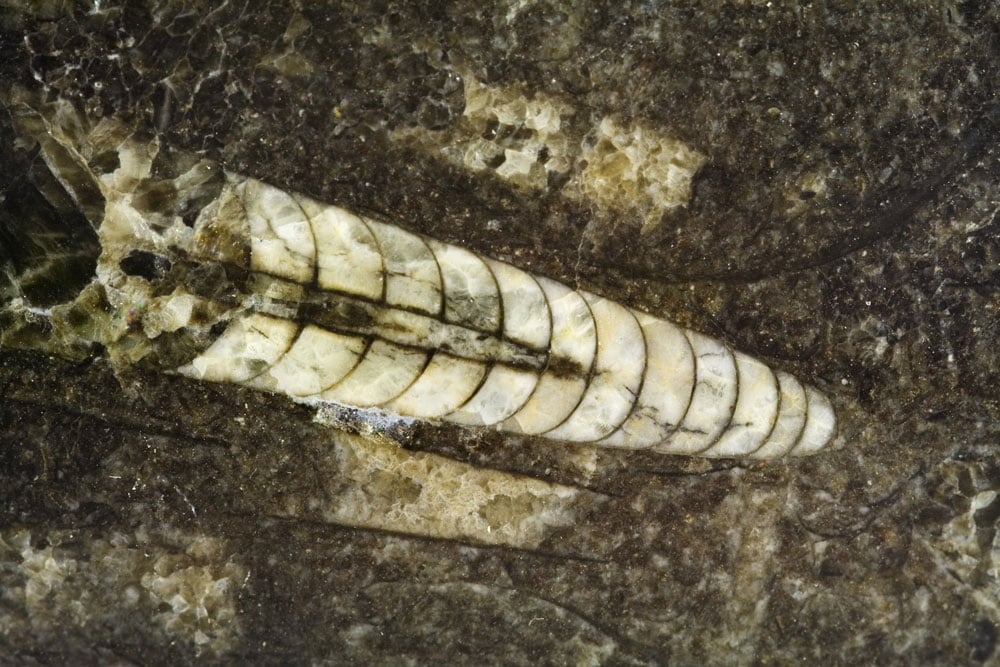 Fossile orthoceras complet coquille droite - relique des mers du Paléozoïque, céphalopode préhistorique