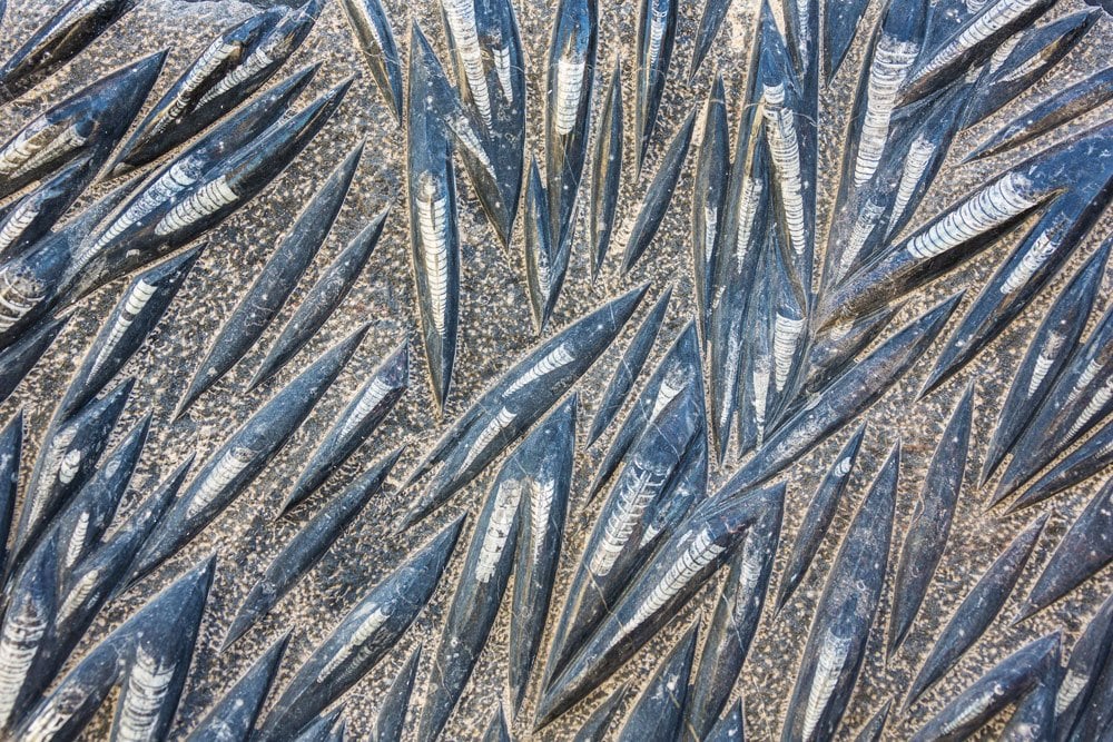 Orthoceras fossile dans matrice calcaire noire - origine Maroc, minéralisation 252 millions d'années