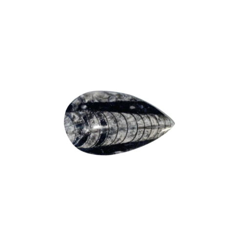 orthoceras-pierre-brute-taille-06-a-10cm