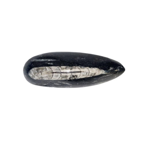 orthoceras-pierre-brute-taille-10-a-14cm