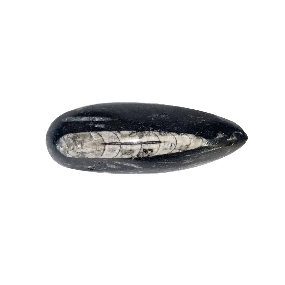 orthoceras-pierre-brute-taille-10-a-14cm