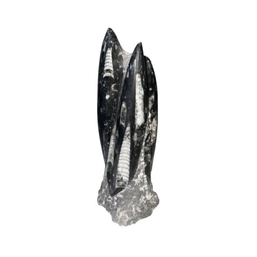 tour-orthoceras-entre-20-et-25cm