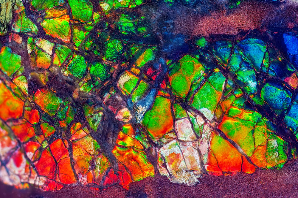 Ammolite iridescente multicolore - coquille d'ammonite fossile minéralisée, pierre de bison des Pieds-Noirs du Canada