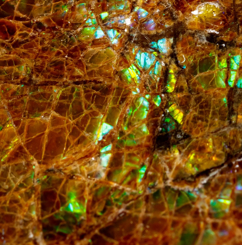 Ammolite fossile du Canada - ammonite minéralisée en aragonite et nacre, 66 millions d'années, gisement Alberta
