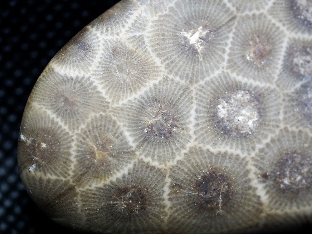 Petoskey Stone fossile naturelle Michigan - hexagones coralliens, calcaire fossilisé