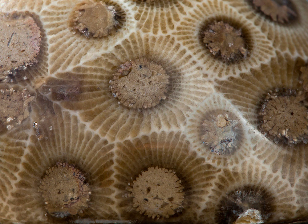 Petoskey Stone polie et brute - vertus énergétiques chakra racine stabilité ancrage