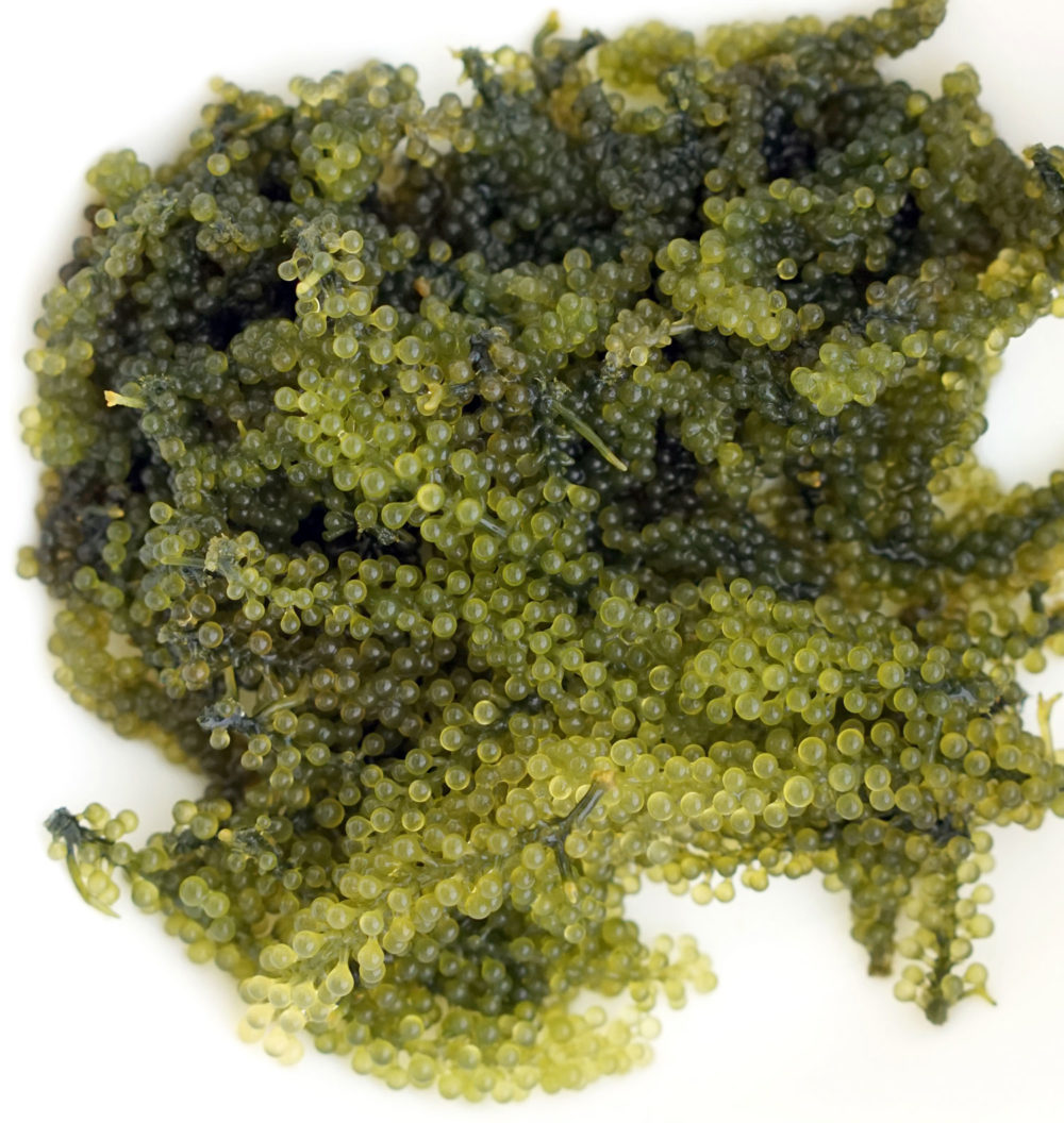 Agar-agar : Propriétés, Bienfaits et Applications en Phytothérapie ...