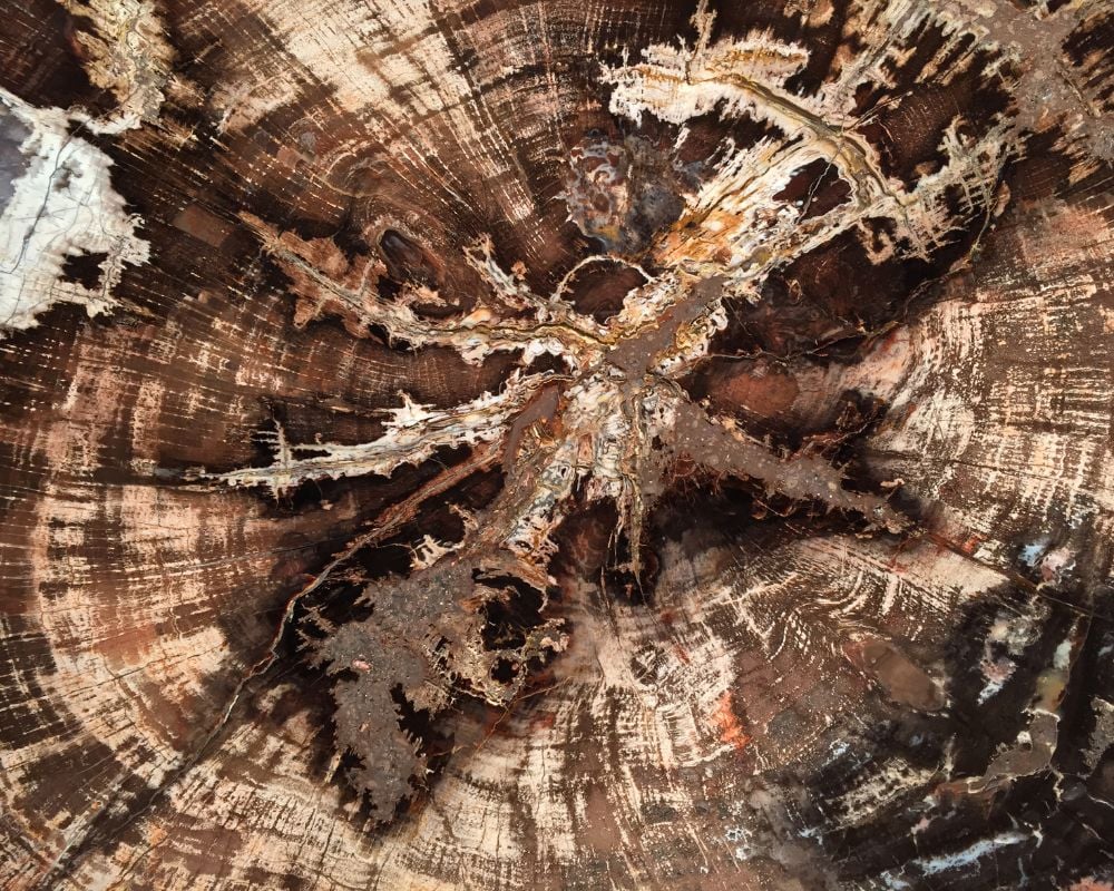 Agate xyloïde – Bois fossile agatisé – Pierre de transformation et d'ancrage