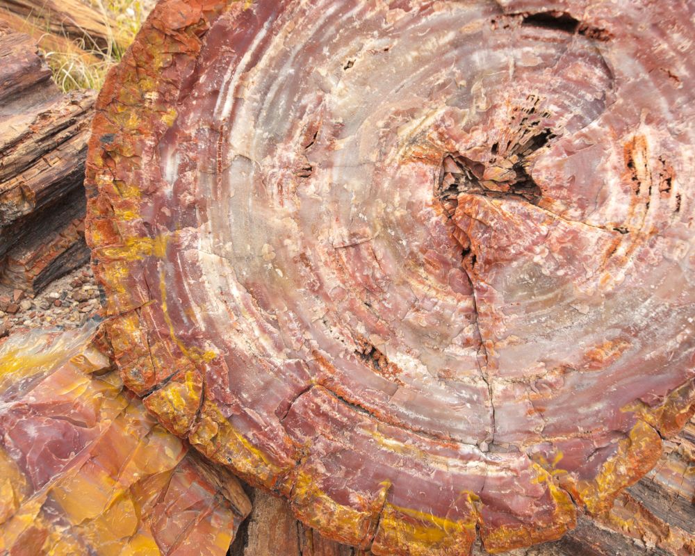 Agate xyloïde – Structure du bois fossile – Silification progressive