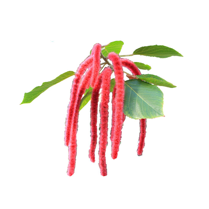 acalypha-hispida-01