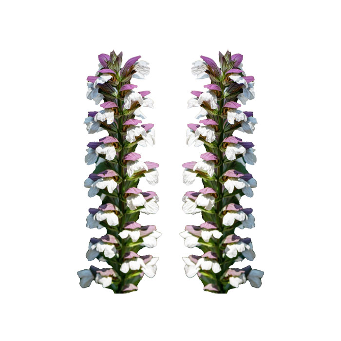 acanthus-mollis