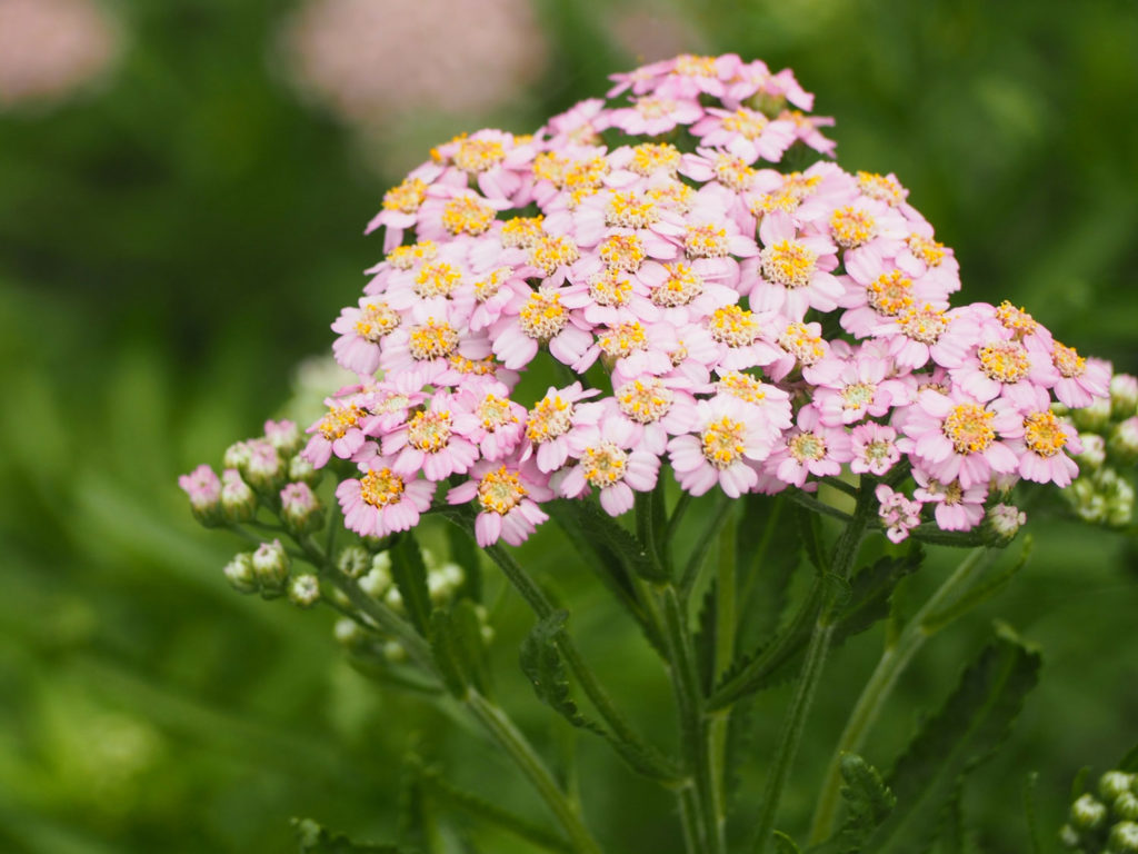 achillee-millefeuille-04