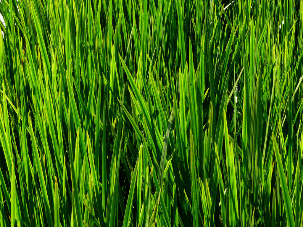 acore-vrai-phytotherapie