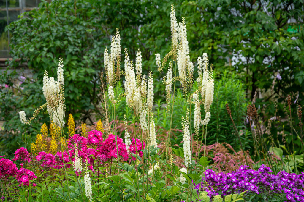 actee-a-grappes-noires-phytotherapie