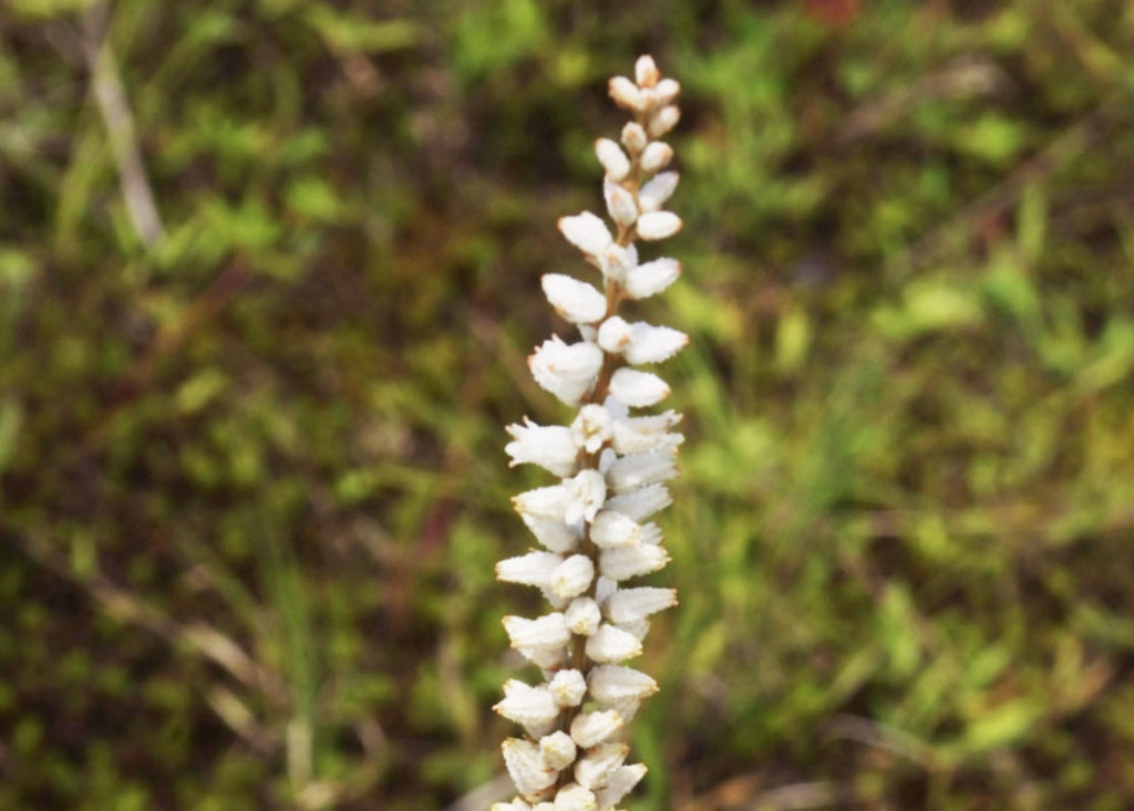 aletris-farineux-caracteristiques