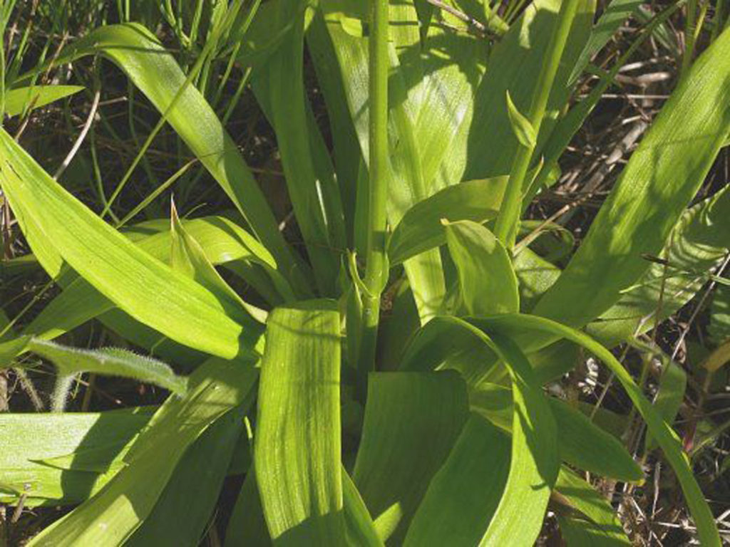 aletris-farineux-phytotherapie